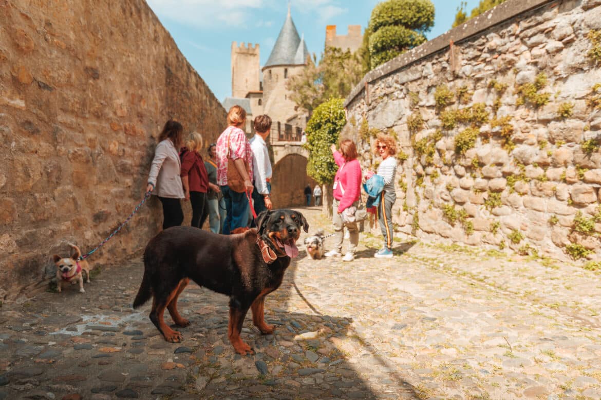 visite de la cité médiévale de carcassonne avec son chien